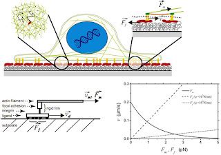 Biophysics Forces In The Bio Universe Friction Controlled Traction