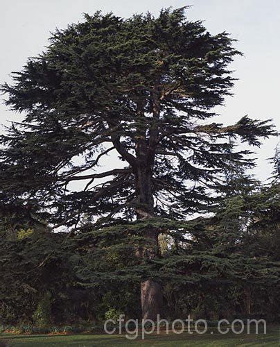 Cedrus Libani Photo At Pictures Of Plants Stock Image Library