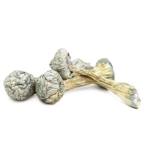 Buy Albino Treasure Coast Magic Mushrooms Psylocibin Mushrooms Oregon