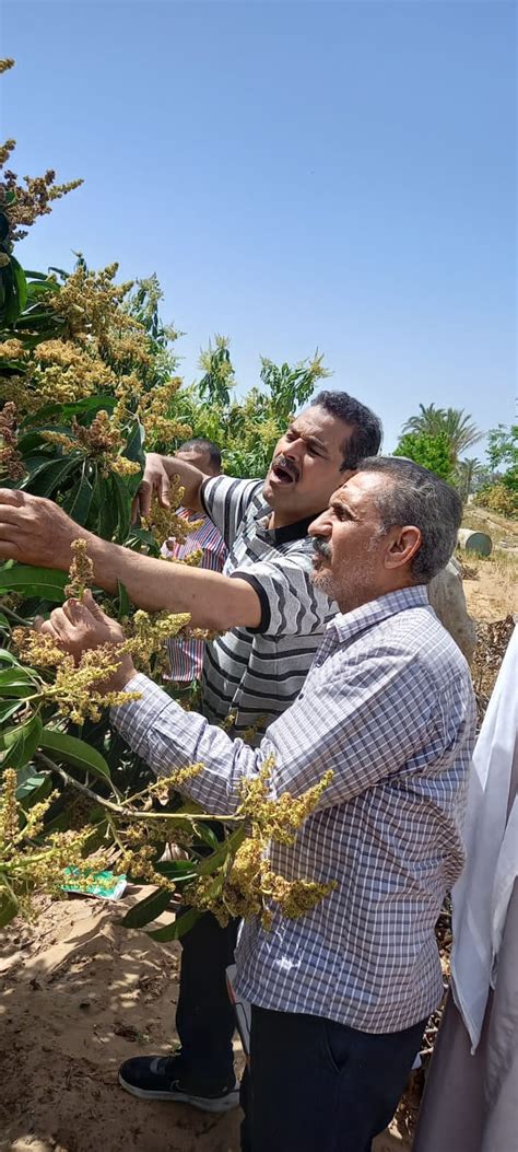 الزراعة تصدر تقريرًا حول أنشطة معهد أمراض النباتات خلال مارس الماضي