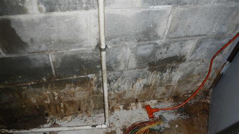 Basement Mold Certified Mold Inspections