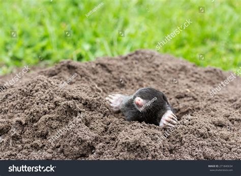 Mole Stock Photo 271840634 Shutterstock