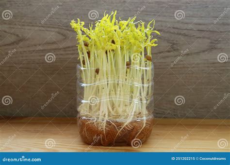 Pale Green Water Spinach Hydroponic Microgreens After The Blackout