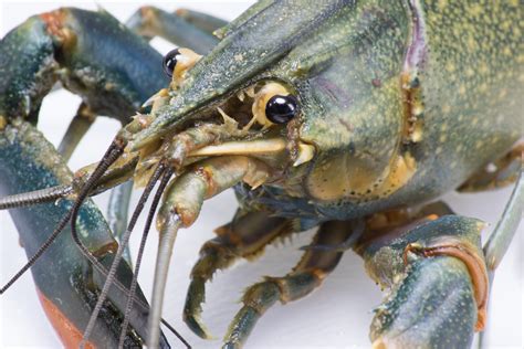 What Is The Difference Between Crayfish And Crawfish Bricks Chicago