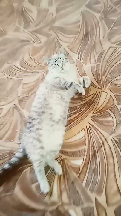 котик отдыхает🐱🐱😀 Youtube