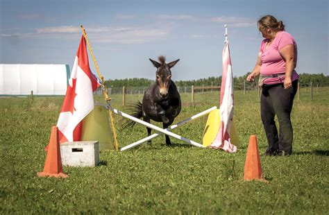 Classes - Miniature Horsemanship