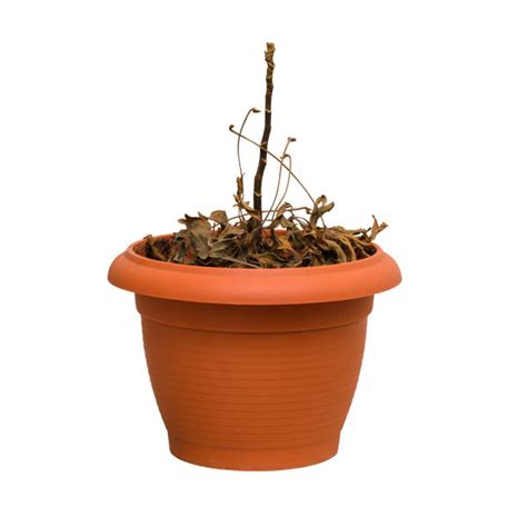 Dead Potted Plant Stock Photos Pictures And Royalty Free Images Istock