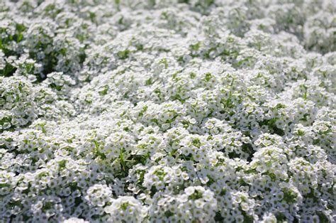 Sweet Alyssum Seedlings Alyssum Garden