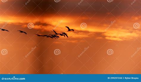 Birds Winter Migration Flock Of Common Cranes Or Eurasian Cranes Fly