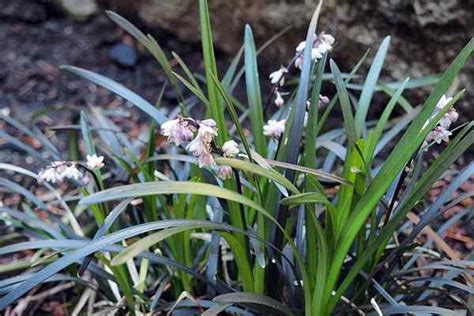 Cara Tumbuh Dan Merawat Rumput Mondo Goodgardenthing