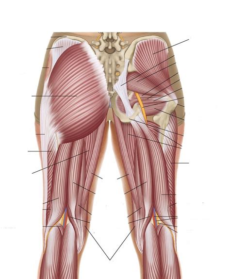 Glutes Muscles Diagram Easy Notes On Gluteal Region Learn In Just