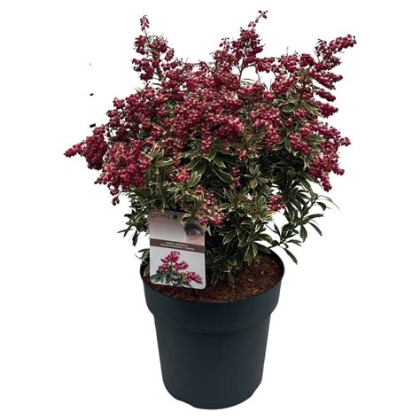 Pieris Japonica Polar Passion — Grossiste En Plantes Floraccess