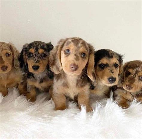 Dachshund puppies for sale from Nebraska | Dachshund puppies, Cute animals puppies, Cute dogs images