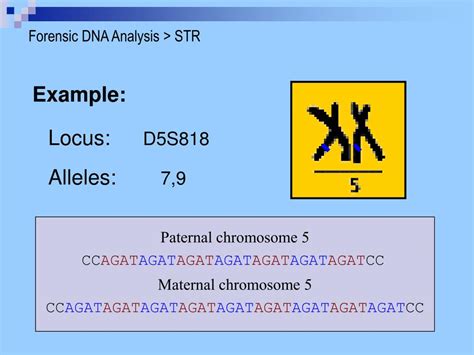 Ppt Forensic Dna Analysis Part Ii Powerpoint Presentation Free Download Id6364479