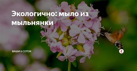 Экологично: мыло из мыльнянки | "Ваши 6 соток" с Андреем Тумановым | Дзен