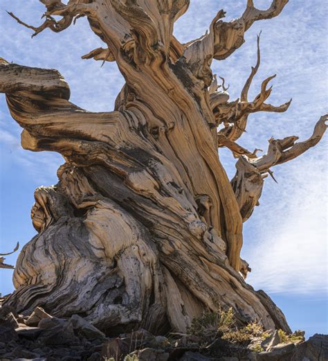 Ancient Bristlecone Pine Forest Sierra Forever