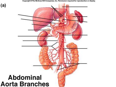 Abdominal Aorta Diagram Quizlet