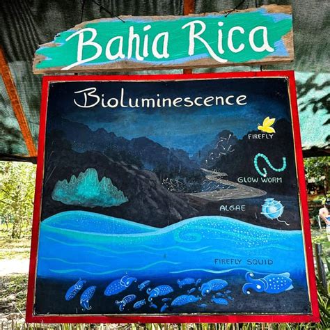 Bioluminescence Costa Rica Kayaking Tour - The Family Conscience