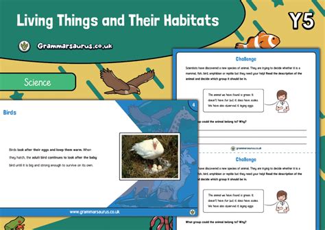 Year 5 Science Living Things And Their Habitats Reproduction In