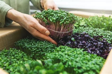 How To Grow Microgreens Guide To Growing Microgreens 2025 Masterclass