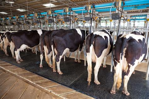 Syst Me De Traite Automatique De Lait D Agriculture De Ferme De Vache