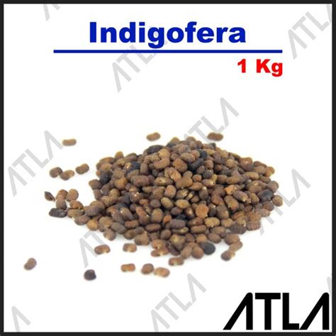 Jual Benih Indigofera 1 Kg Biji Daun Bibit Tanaman Pohon Pakan Ternak