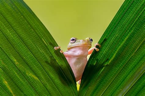 Are Amphibians Reptiles? - WorldAtlas.com