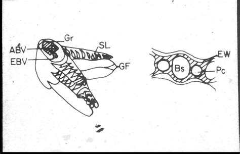 Fig1a Schematic diagram of filaments, lamellae and cross section of ...