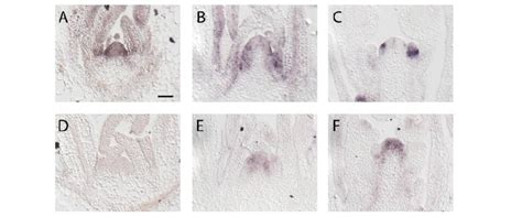 SVP And SOC1 MRNA Expression Patterns In Wild Type Col Plants Grown In