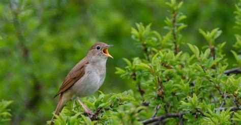 Nightingale Pictures Az Animals