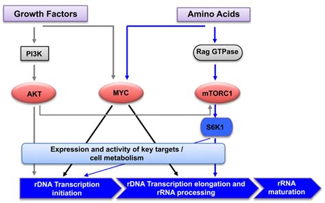 Regulation Of Rrna Synthesis By Amino Acids And Growth Factors