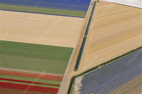 Aerial view of tulip fields - Stock Image - F021/2642 - Science Photo ...