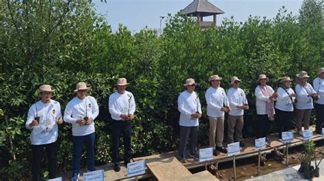 Kolaborasi Dengan Pemerintah Bukit Asam PTBA Ikut Aksi Tanam Mangrove