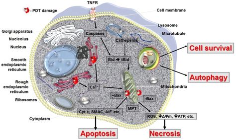 Cell death pathways in PDT. The mode of cell death observed after PDT ...