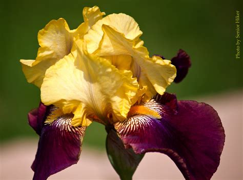 Photos By Senior Hiker Flowers From Our Yard Blatant Iris