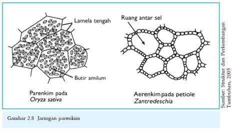 Sifat Ciri Ciri Dan Fungsi Jaringan Pada Tumbuhan Dan Hewan Blog