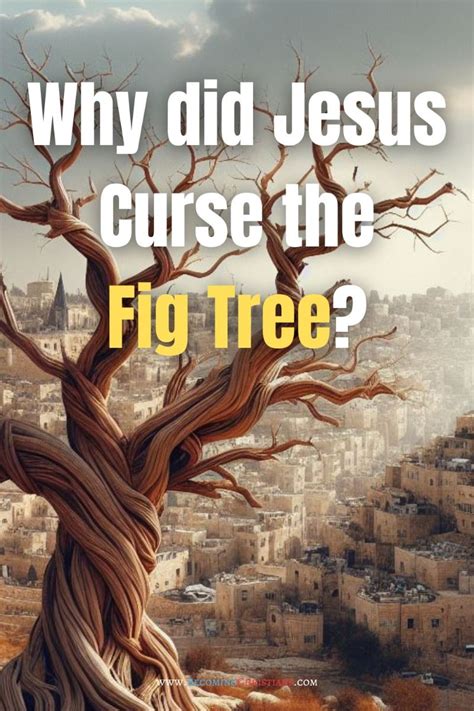 Why Did Jesus Curse The Fig Tree Artofit