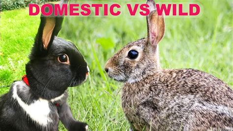 The Difference Between Wild & Domestic Rabbits! - ComPetSport