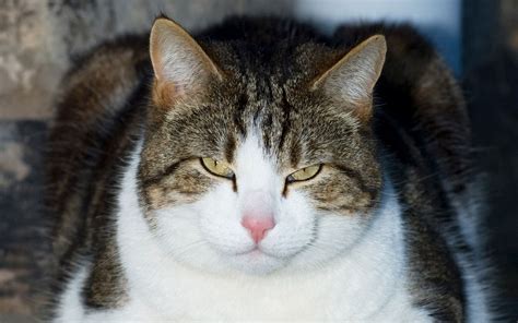 Толстых котов и кошек - картинки и фото koshka.top