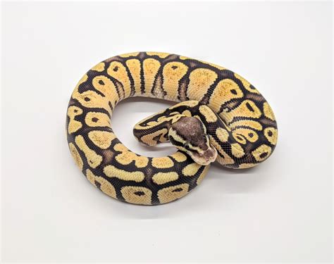 firefly ball python  steves morphs morphmarket