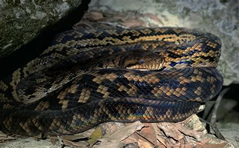 Australian scrub python - Facts, Diet, Habitat & Pictures on Animalia.bio