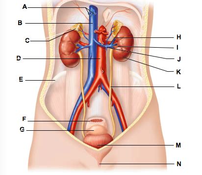 Chapter Urinary System Diagram Quizlet