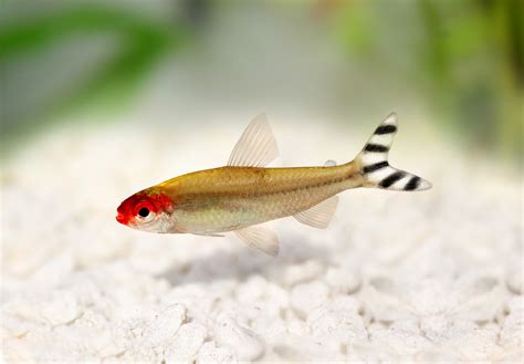 Petitella Georgiae Aquarium Neon