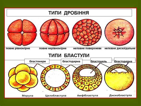 Онтогенез. Поліембріонія - online presentation