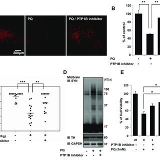 Regulation In Phosphorylation Of A Syn By Fak Ptp B A To Know The