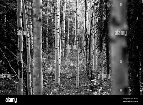 Taiga forest hi-res stock photography and images - Alamy