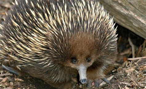 What Do Echidnas Eat