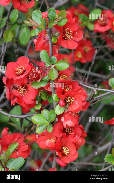 Japanese Quince Or Flowering Quince Chaenomeles X Superba Crimson And