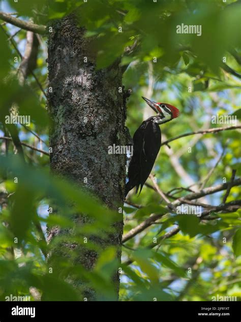 Pileated Woodpecker Dryocopus Pileatus Largest North American