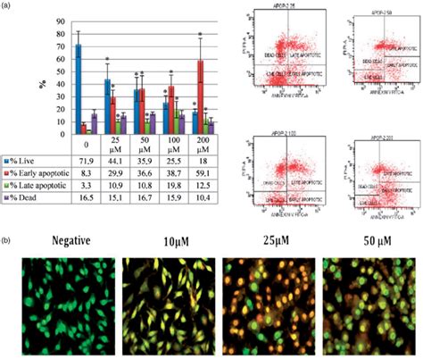 Induction Of Apoptosis In Hela Cells By Sulphonamide A The